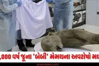 વૈજ્ઞાનિકોની દુર્લભ શોધ! 50,000 વર્ષ જૂના 'બેબી' મેમથના અવશેષો મળ્યા https://www.pravinews.com/top-news/indian-government-dot-india-warning-dont-pick-these-numbers-call-digital-arrest-scam-63128