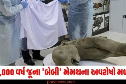 વૈજ્ઞાનિકોની દુર્લભ શોધ! 50,000 વર્ષ જૂના 'બેબી' મેમથના અવશેષો મળ્યા https://www.pravinews.com/top-news
