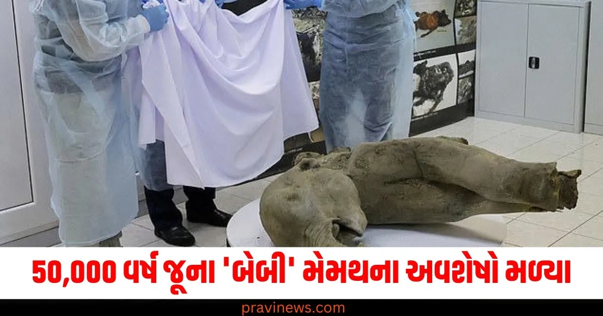 વૈજ્ઞાનિકોની દુર્લભ શોધ! 50,000 વર્ષ જૂના 'બેબી' મેમથના અવશેષો મળ્યા https://www.pravinews.com/top-news/rare-50000-year-old-baby-mammoth-remains-discovered-76378