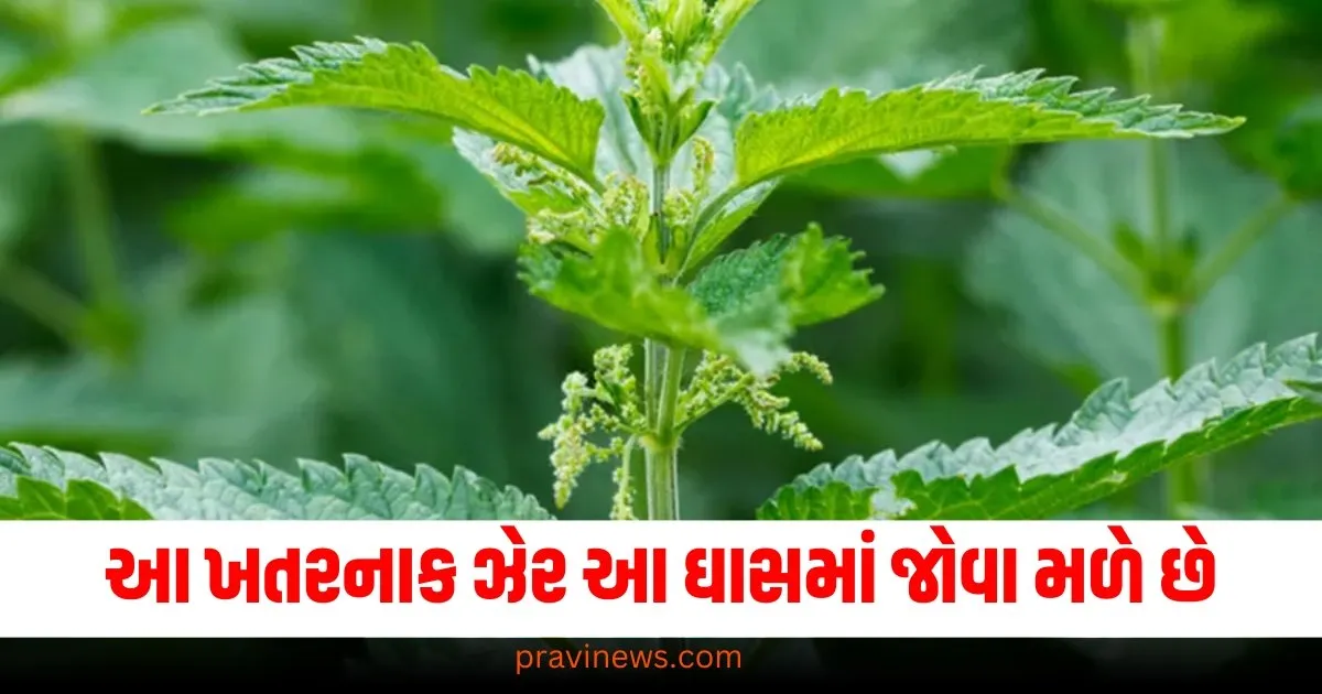 આ ખતરનાક ઝેર આ ઘાસમાં જોવા મળે છે, તેને સ્પર્શ કરવાથી થશે એલર્જી https://www.pravinews.com/automobile/best-affordable-7-seater-car-6-lakh-rupees-renault-triber-premium-look-specifications-know-here-73371