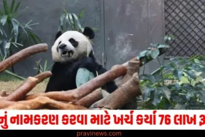 અનોખી હરીફાઈ, પાંડા, નામકરણ, 76 લાખ, રૂપિયા,