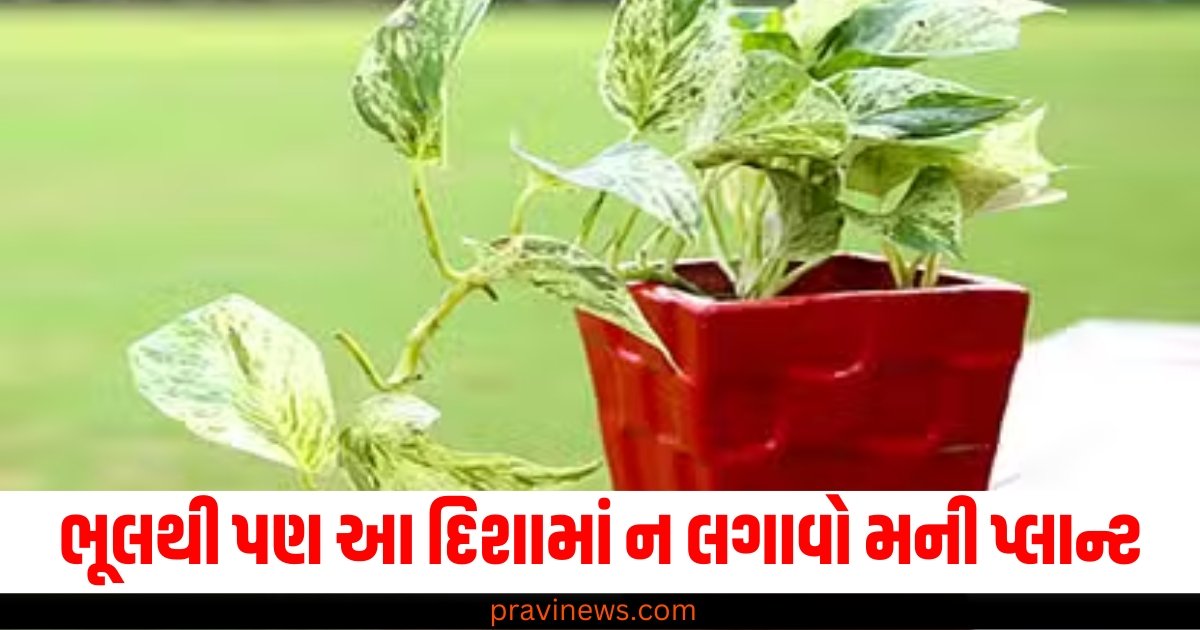 ભૂલથી પણ આ દિશામાં ન લગાવો મની પ્લાન્ટ, તમને થશે ભારે નુકસાન https://www.pravinews.com/religion/astrology