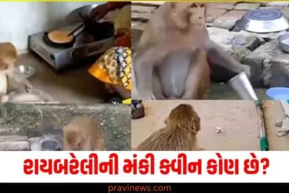 રાયબરેલીની મંકી ક્વીન કોણ છે? વાસણો ધોવાથી લઈને રોટલી પકવવા સુધી ઘરના બધા કામ કરે છે https://www.pravinews.com/tag/%e0%aa%b0%e0%aa%be%e0%aa%af%e0%aa%ac%e0%aa%b0%e0%ab%87%e0%aa%b2%e0%ab%80