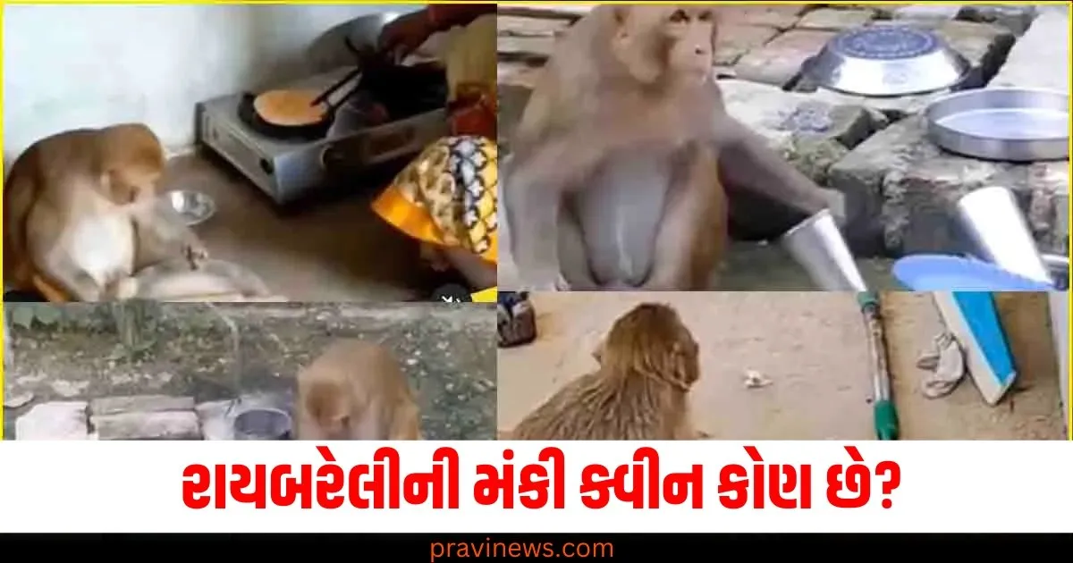 રાયબરેલીની મંકી ક્વીન કોણ છે? વાસણો ધોવાથી લઈને રોટલી પકવવા સુધી ઘરના બધા કામ કરે છે https://www.pravinews.com/business/budget/gta-6-trailer-update-rockstar-games-grand-theft-auto-6-launch-news-ps5-xbox-81737