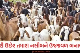 બકરી ઉછેર તમારા નસીબને ઉજ્જવળ બનાવશે! પશુપાલન વિભાગે કરી મોટી જાહેરાત https://www.pravinews.com/government-news/year-ender-2024-top-government-schemes-started-in-year-78141