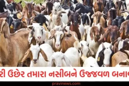 બકરી ઉછેર તમારા નસીબને ઉજ્જવળ બનાવશે! પશુપાલન વિભાગે કરી મોટી જાહેરાત https://www.pravinews.com/government-news