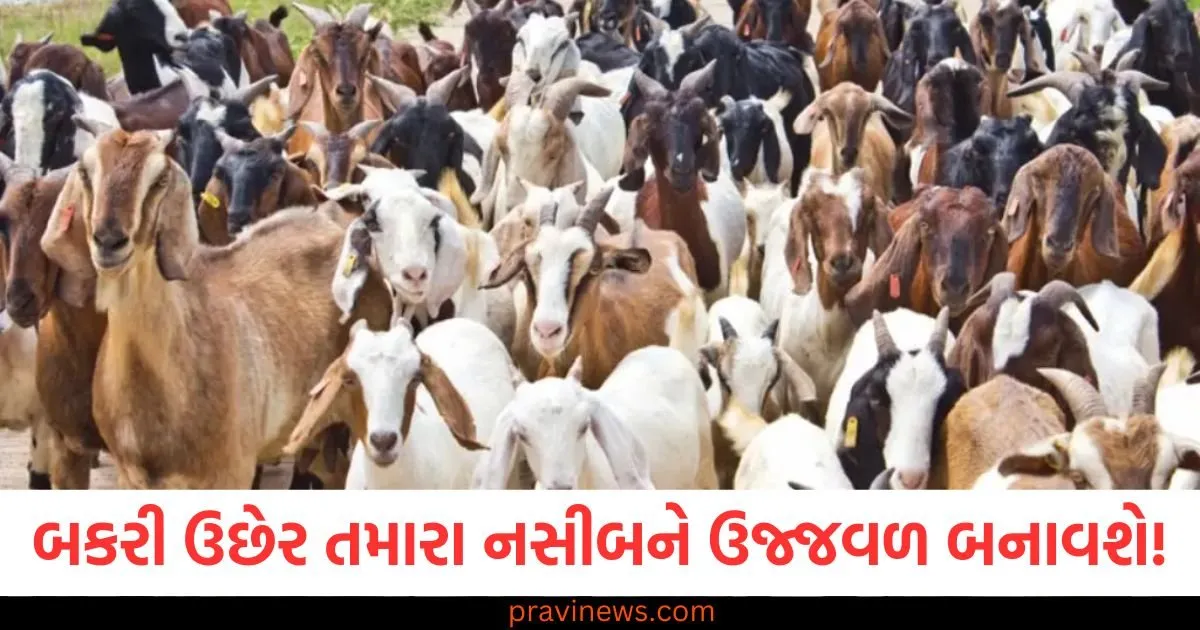બકરી ઉછેર તમારા નસીબને ઉજ્જવળ બનાવશે! પશુપાલન વિભાગે કરી મોટી જાહેરાત https://www.pravinews.com/government-news/page/2