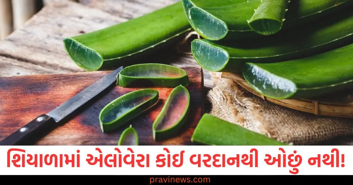 શિયાળામાં એલોવેરા જેલ કોઈ વરદાનથી ઓછું નથી! તેને આ રીતે તમારા રૂટિનનો ભાગ બનાવો. https://www.pravinews.com/government-news/indian-railways-jobs-for-10th-passed-south-central-railway-recruitment-2025-sarkari-naukri-govt-jobs-83679