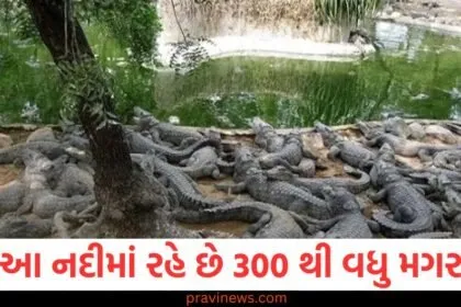 આ નદીમાં રહે છે 300 થી વધુ મગર, જાણો શા માટે વહીવટીતંત્ર થોડા સમય માટે સ્થળાંતર કરવાનું વિચારી રહ્યું છે https://www.pravinews.com/gujarat-news/vadodara-news