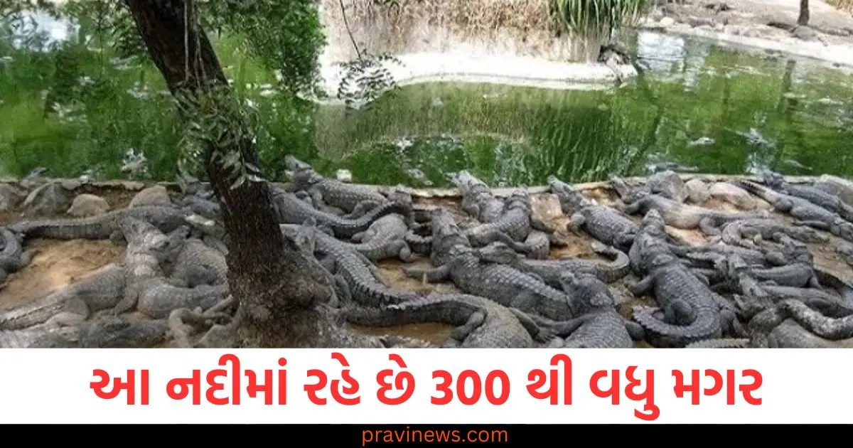 આ નદીમાં રહે છે 300 થી વધુ મગર, જાણો શા માટે વહીવટીતંત્ર થોડા સમય માટે સ્થળાંતર કરવાનું વિચારી રહ્યું છે https://www.pravinews.com/gujarat-news/vadodara-news/gujarat-vadodara-vishwamitri-river-is-300-crocodiles-home-dredging-work-is-going-to-start-87633