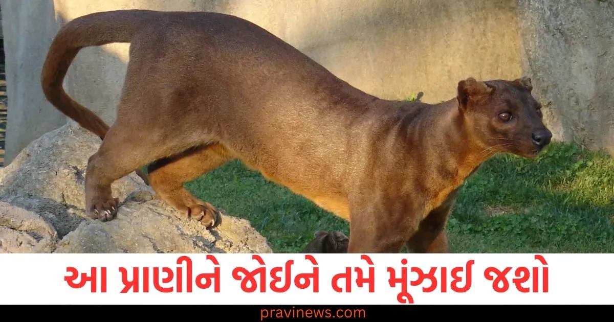 આ પ્રાણીને જોઈને તમે મૂંઝાઈ જશો, તમે નક્કી નહીં કરી શકો કે તે બિલાડી છે કે નોળિયો! https://www.pravinews.com/religion/astrology/aaj-ka-rashifal-daily-horoscope-prediction-04-january-2025-mesh-mithun-kark-singh-kanya-kumbh-82621