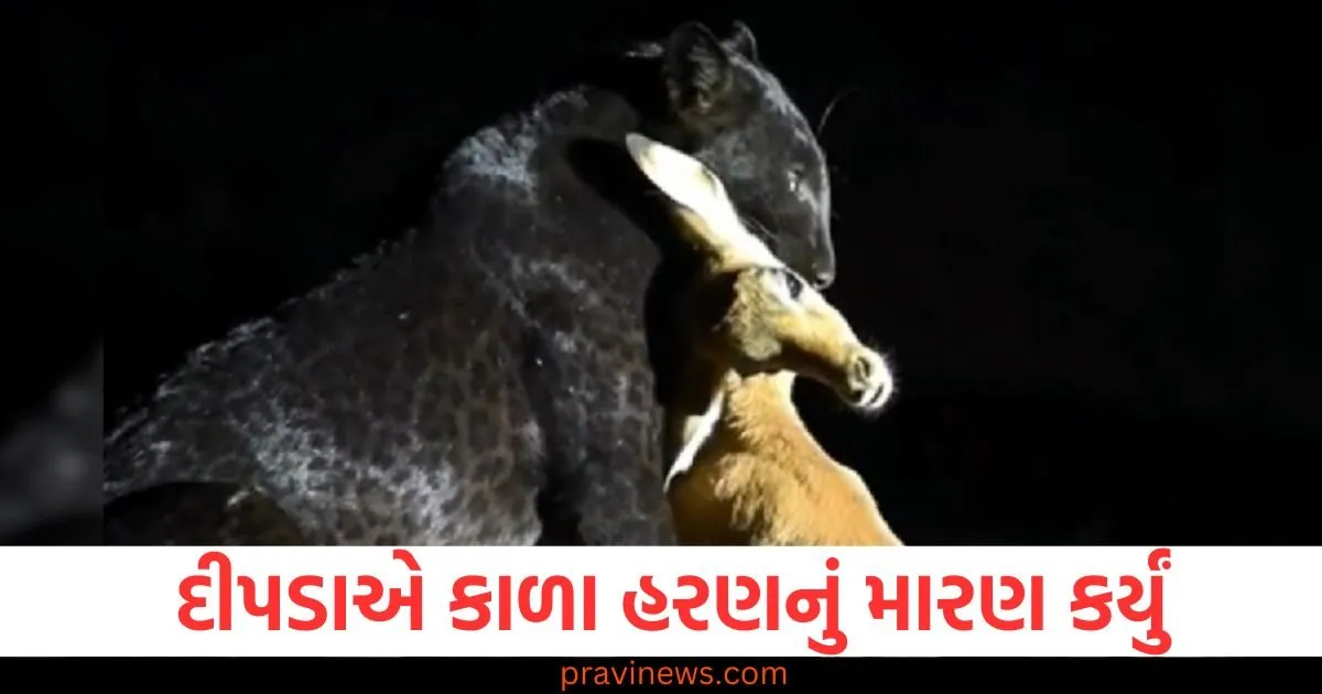 સ્ટેચ્યુ ઓફ યુનિટી પાસે દીપડાએ કાળા હરણનું મારણ કર્યું, બીજા 7 હરણનું શોકમાં મોત https://www.pravinews.com/technology/tech-tips-wet-clothes-will-dry-quickly-in-winter-try-these-easy-methods-at-home-83882