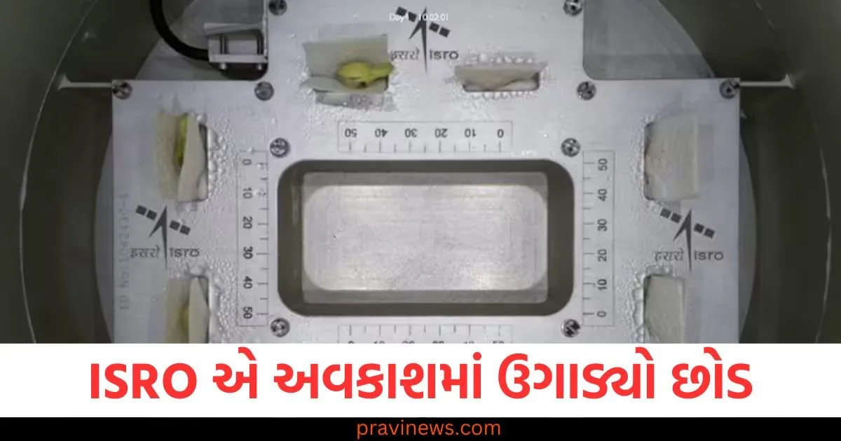 ઈસરોની વધુ એક સિદ્ધિ: ISRO એ અવકાશમાં ઉગાડ્યો છોડ, દુનિયામાં વાગ્યો ભારતનો ડંકો https://www.pravinews.com/world-news-in-gujarati/ahmedabad-3rd-standard-student-died-after-pain-in-chest-incident-caught-in-cctv-hindi-87513