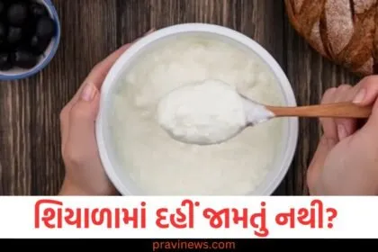 શિયાળામાં દહીં જામતું નથી? તો હમણાં જ અજમાવો આ ટિપ્સ અને સ્વાદિષ્ટ દહીં ખાઓ https://www.pravinews.com/tag/%e0%aa%b6%e0%aa%bf%e0%aa%af%e0%aa%be%e0%aa%b3%e0%aa%be