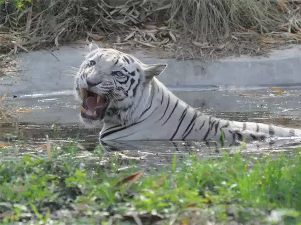 20 ફૂટ ઊંચી જાળી કૂદીને એક યુવાન વાઘના પાંજરા સુધી પહોંચ્યો,સુરક્ષા કર્મચારીઓના શ્વાસ અધ્ધર થઈ ગયા https://www.pravinews.com/gujarat-news/a-young-man-jumped-20-feet-over-the-net-and-reached-the-tigers-cage-in-ahmedabads-kankaria-zoological-museum-l-101998