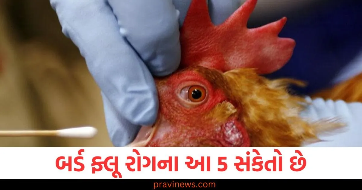 બર્ડ ફ્લૂ રોગના આ 5 સંકેતો છે, જાણો તેનાથી કેવી રીતે બચવું https://www.pravinews.com/trending/video-of-flying-car-trial-goes-viral-leaving-traffic-behind-and-moving-forward-107744