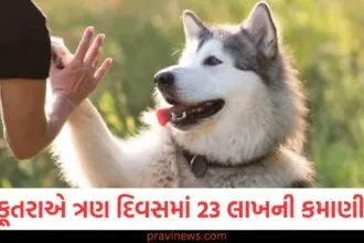 આ કૂતરાએ ત્રણ દિવસમાં 23 લાખની કમાણી કરી, પણ કેવી રીતે? આશ્ચર્યજનક કારણ https://www.pravinews.com/trending/viral-video-shows-fight-in-indigo-flight-passengers-exchange-threat-38513
