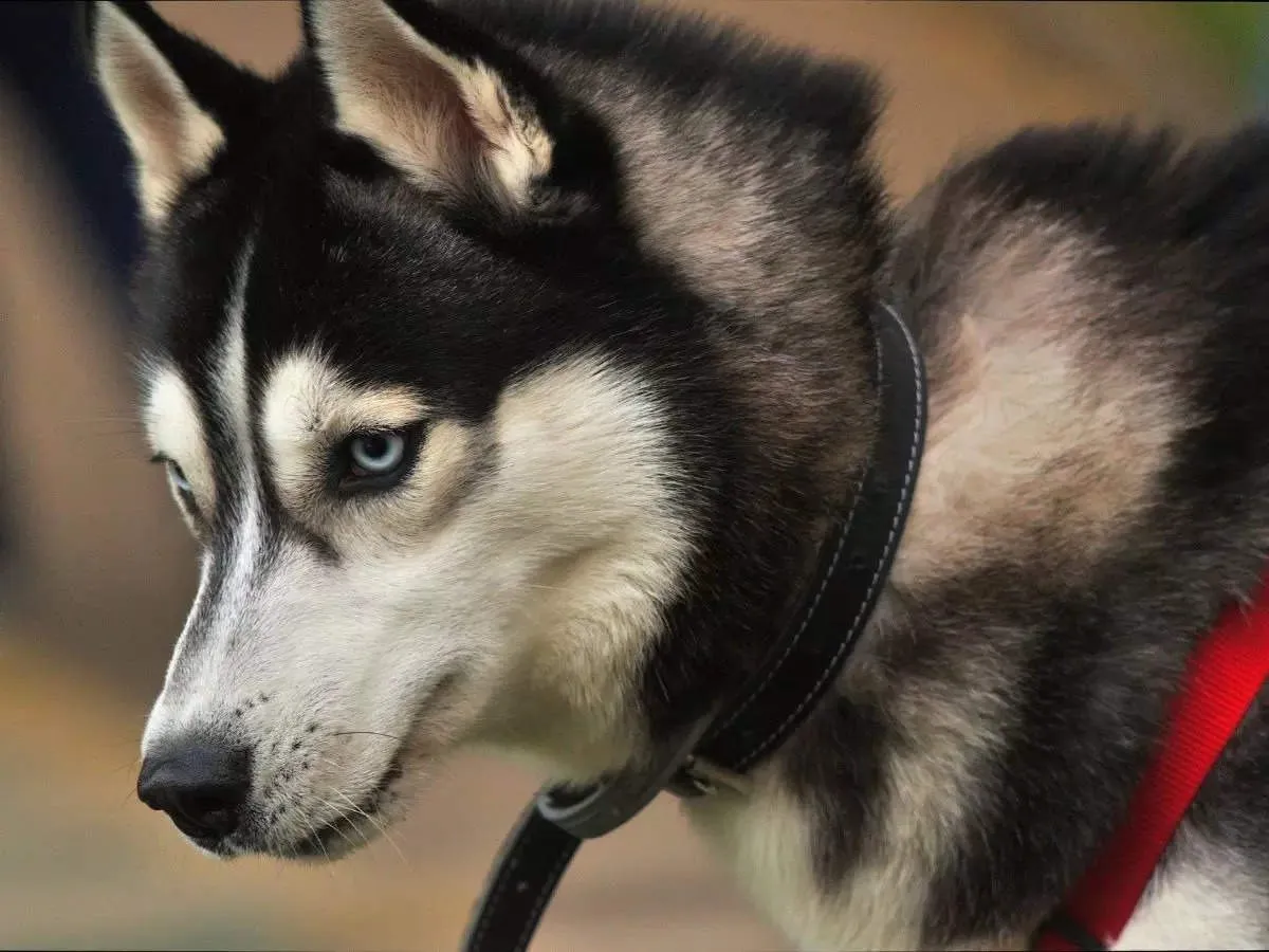 આ કૂતરાએ ત્રણ દિવસમાં 23 લાખની કમાણી કરી, પણ કેવી રીતે? આશ્ચર્યજનક કારણ https://www.pravinews.com/trending/viral-news