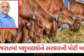 ગુજરાતમાં પશુપાલકોને રાજ્ય સરકારની મોટી મદદ, આટલી બધી સબસીડી, લાભ કેવી રીતે મેળવવો તે જાણો છો? https://www.pravinews.com/education/jobs/sarkari-jobs-sarkari-naukri-metro-recruitment-for-10th-pass-check-full-detail-67846