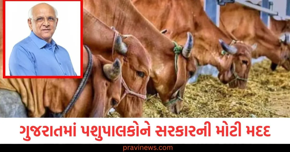 ગુજરાતમાં પશુપાલકોને રાજ્ય સરકારની મોટી મદદ, આટલી બધી સબસીડી, લાભ કેવી રીતે મેળવવો તે જાણો છો? https://www.pravinews.com/gujarat-news/gujarat-jobs-contract-school-assistants-will-be-recruited-this-much-salary-will-be-given-109731