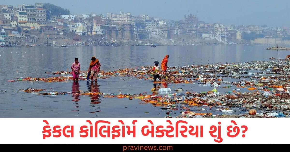 ફેકલ કોલિફોર્મ બેક્ટેરિયા શું છે? જેના કારણે મહાકુંભનું પાણી સ્નાન માટે યોગ્ય નહોતું. https://www.pravinews.com/ajab-gajab/page/4