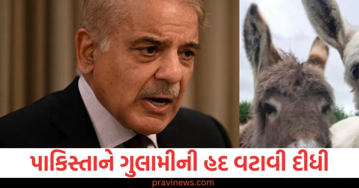 પાકિસ્તાને ગુલામીની હદ વટાવી દીધી , ચીનને ખુશ કરવા માટે શરીફે ગધેડા પર ચમત્કારો કર્યા https://www.pravinews.com/international-news/donald-trump-demands-american-military-equipment-back-form-taliban-in-afghanistan-108674