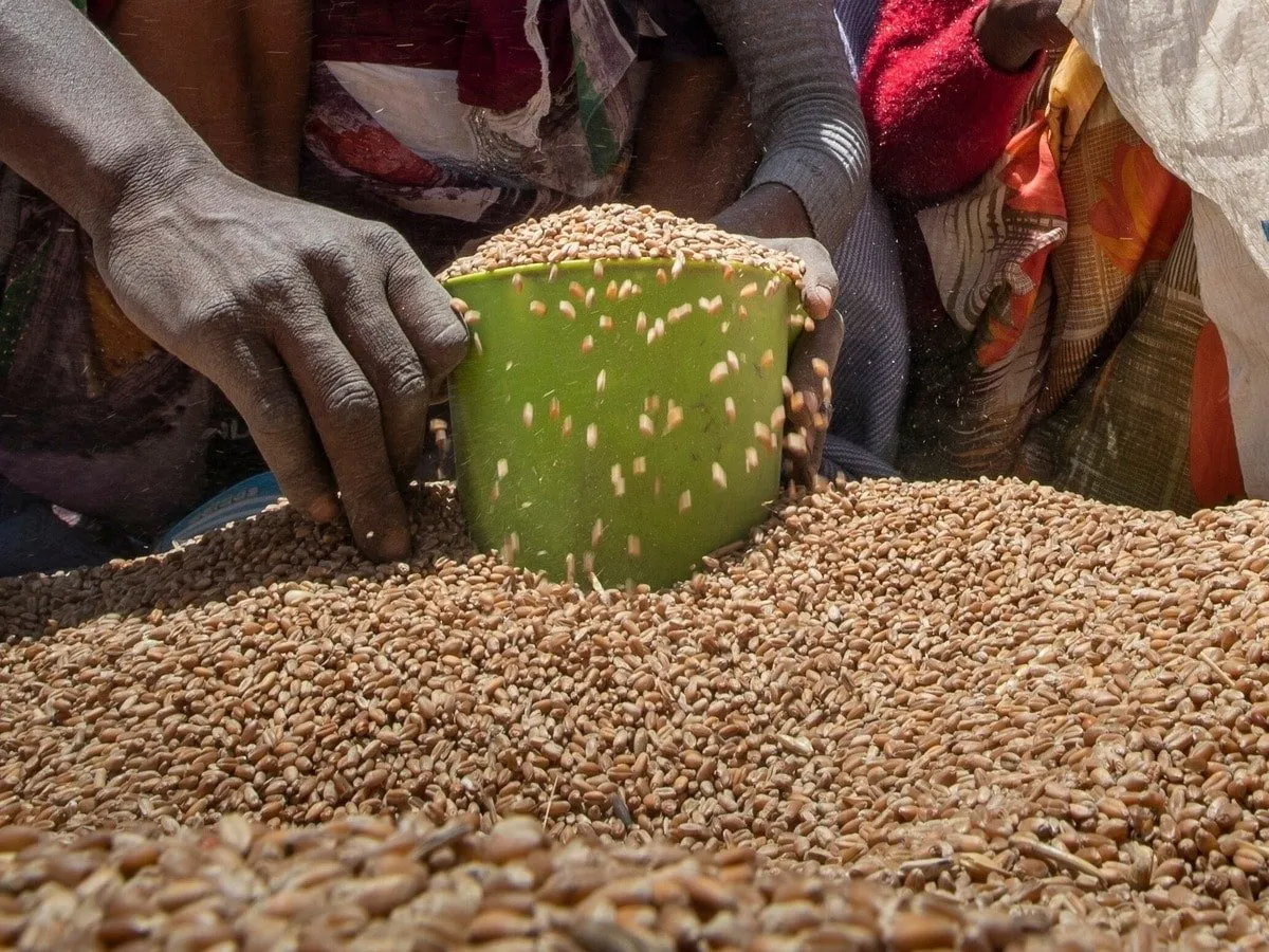 સરકારી અનાજ સમસ્યા બન્યું, મહારાષ્ટ્રમાં લોકોના વાળ ખરવા લાગ્યા? ઘઉંની સપ્લાય પંજાબમાંથી કરવામાં આવી હતી https://www.pravinews.com/world-news-in-gujarati/people-hair-started-falling-due-to-government-wheat-which-was-supplied-from-punjab-maharashtra-news-108792