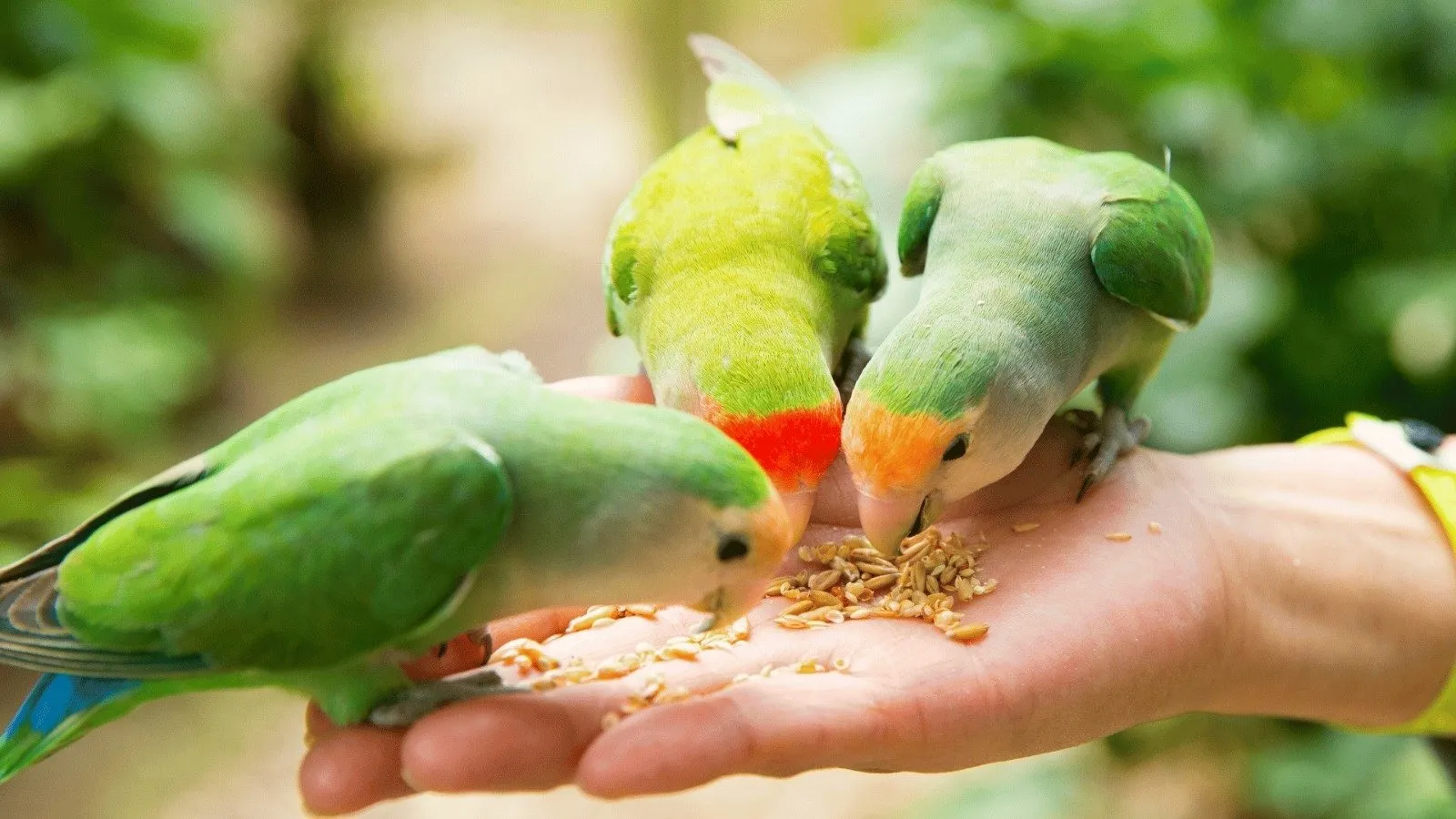 મંગળ દોષની અસરોથી છુટકારો મેળવવા માંગો છો? મંગળવારે યોગ્ય કાર્ય કરો, તમને ખાસ લાભ મળશે https://www.pravinews.com/religion/astrology/serving-animals-and-birds-calms-bad-effect-of-planets-and-feed-them-according-to-day-will-give-benefits-103784