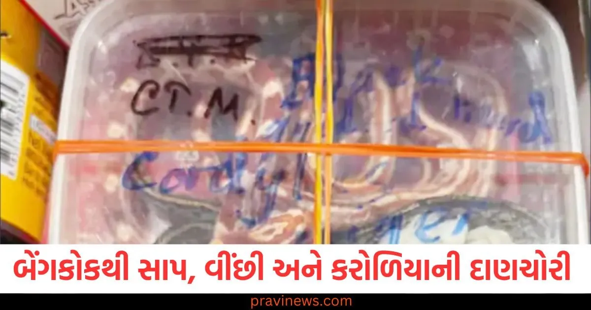 બેંગકોકથી સાપ, વીંછી અને કરોળિયાની દાણચોરી, જયપુર એરપોર્ટ પર કસ્ટમ દરોડા https://www.pravinews.com/world-news-in-gujarati/after-criticism-on-social-media-dmrc-removed-advertisement-featuring-asaram-delhi-metro-100921