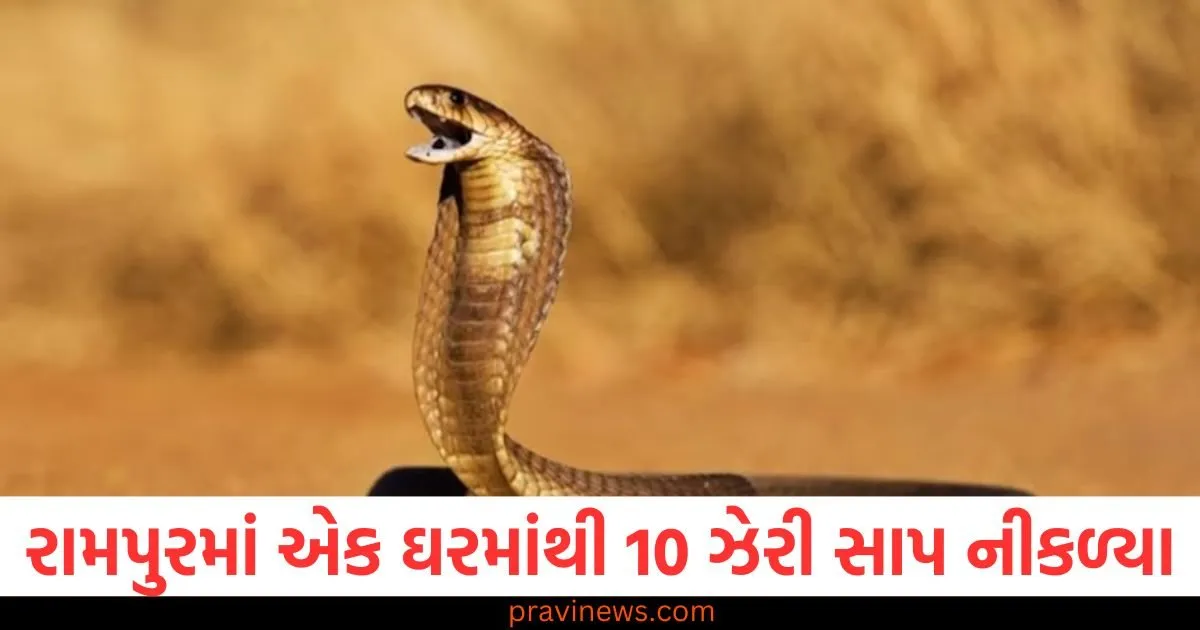 રામપુરમાં એક ઘરમાંથી 10 ઝેરી સાપ નીકળ્યા, વન વિભાગ દ્વારા 2 કોબ્રા અને 8 ધામિનને બચાવ્યા બાદ ભયનો માહોલ https://www.pravinews.com/world-news-in-gujarati/amroha-food-poisoning-50-people-fall-ill-after-eating-carrot-halwa-admitted-hospital-107660