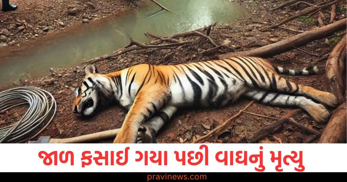 શિકારીઓએ જંગલી ડુક્કરને પકડવા માટે જાળ બિછાવી હતી, તેમાં ફસાઈ ગયા પછી વાઘનું મૃત્યુ https://www.pravinews.com/world-news-in-gujarati/arrest-warrant-against-actor-sonu-sood-after-he-skips-testimony-in-fraud-case-100999