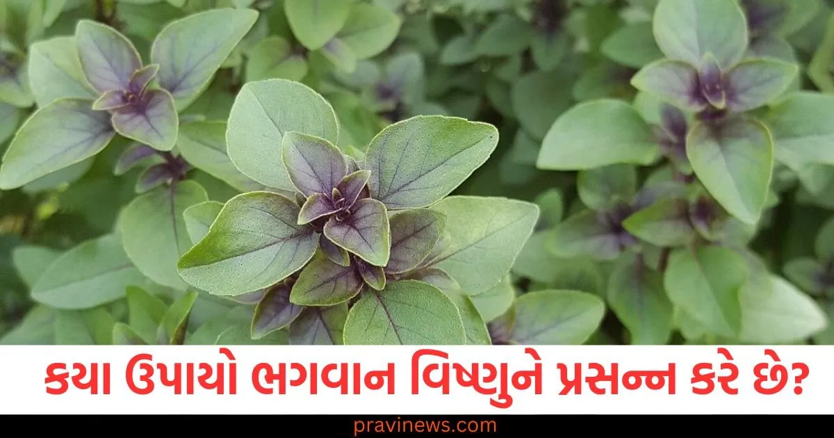 સૂકા તુલસીના લાકડાના કયા ઉપાયો ભગવાન વિષ્ણુને પ્રસન્ન કરે છે? https://www.pravinews.com/international-news/donald-trump-government-shares-video-of-illegal-indian-immigrants-with-handcuffs-questions-raised-100474