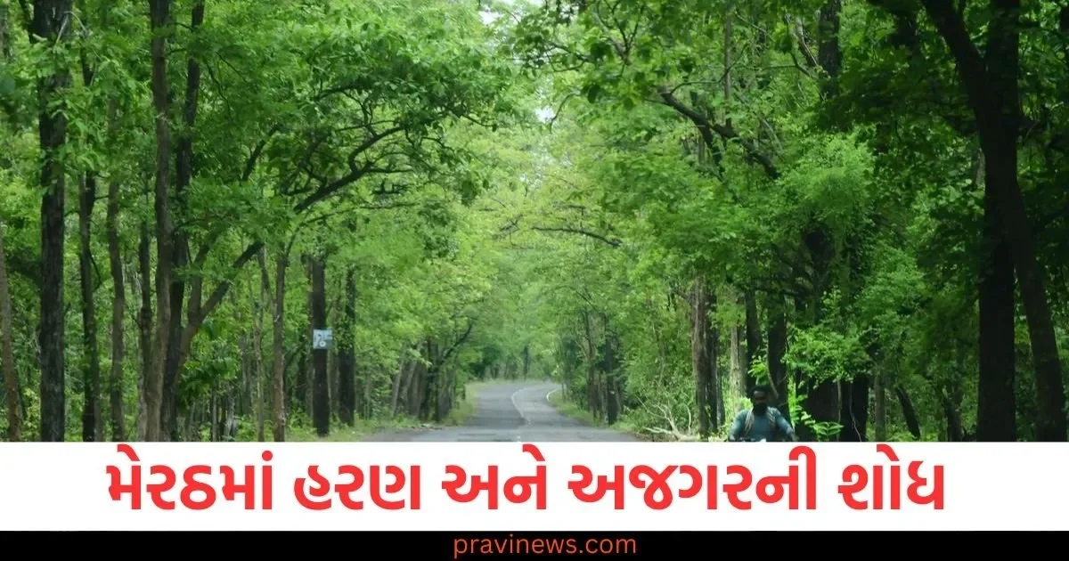 મેરઠમાં હરણ અને અજગરની શોધ, પ્રાણીઓએ ઘણા વિસ્તારોમાં હાહાકાર મચાવ્યો https://www.pravinews.com/world-news-in-gujarati/19-passengers-got-off-the-tempo-one-by-one-even-the-police-were-surprised-by-the-count-took-this-action-105546