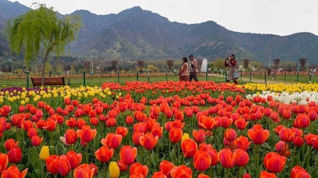 આ દિવસથી ખુલશે એશિયાનો સૌથી મોટો ટ્યૂલિપ ગાર્ડન, જોવા મળશે 74 પ્રકારના ફૂલ https://www.pravinews.com/travel-news/asia-largest-tulip-garden-opening-date-26-march-in-srinagar-for-tourists-116752