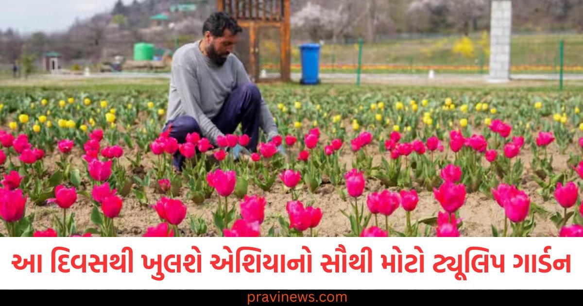 આ દિવસથી ખુલશે એશિયાનો સૌથી મોટો ટ્યૂલિપ ગાર્ડન, જોવા મળશે 74 પ્રકારના ફૂલ https://www.pravinews.com/world-news-in-gujarati/congress-leader-tariq-hameed-karra-announces-six-day-agitation-jammu-kashmir-statehood-bjp-116748