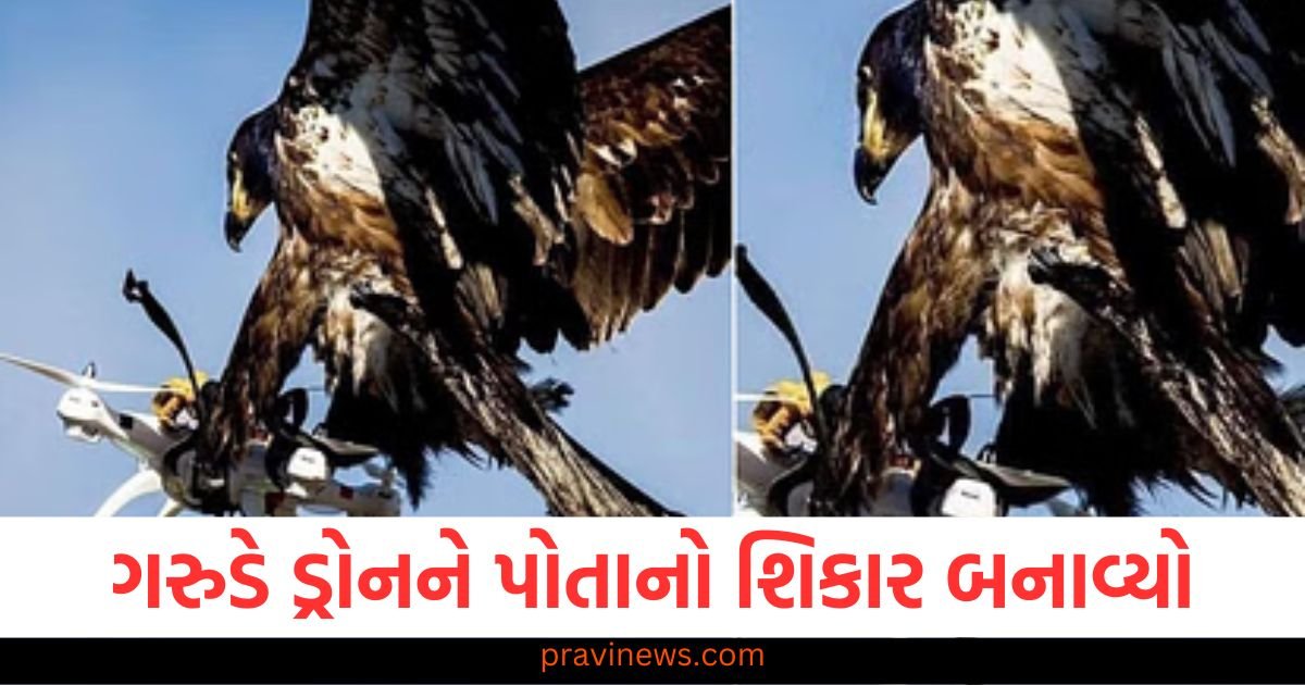 ગરુડે આકાશમાં ડ્રોનને પોતાનો શિકાર બનાવ્યો, તમે ઘણા દિવસો સુધી ફોટોની ચર્ચા કરશો https://www.pravinews.com/entertainment/raid-2-ott-release-where-you-watch-ajay-devgn-vaani-kapoor-riteish-crime-thriller-after-its-theatrical-run-117479