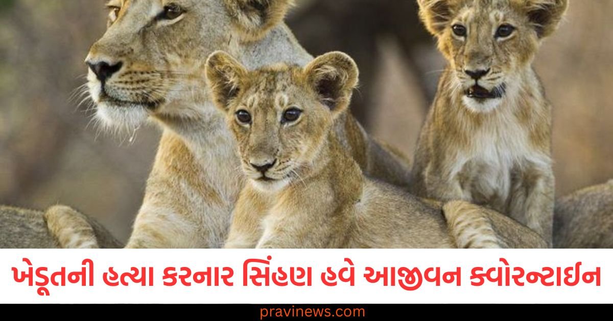 ગીર સોમનાથમાં ખેડૂતની હત્યા કરનાર સિંહણ હવે આજીવન ક્વોરન્ટાઈન, જાણો કારણ https://www.pravinews.com/gujarat-news/rajkot-apmc-market-price-today-live-updates-11-02-2025-102526