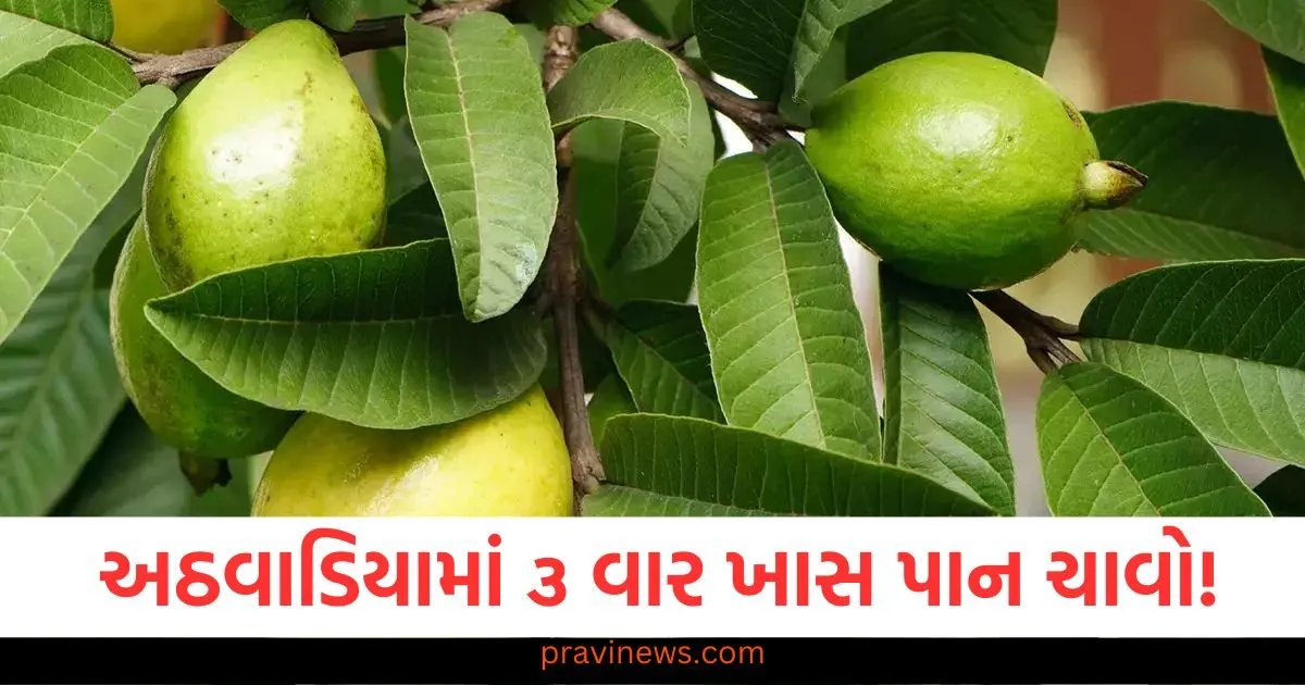 અઠવાડિયામાં ૩ વાર આ ખાસ પાન ચાવો! તમને અદ્ભુત ફાયદા મળશે https://www.pravinews.com/lifestyle/health-fitness/blood-clotting-know-causes-symptoms-and-risks-rakt-ka-thakka-banne-ka-karan-aur-bachav-102873