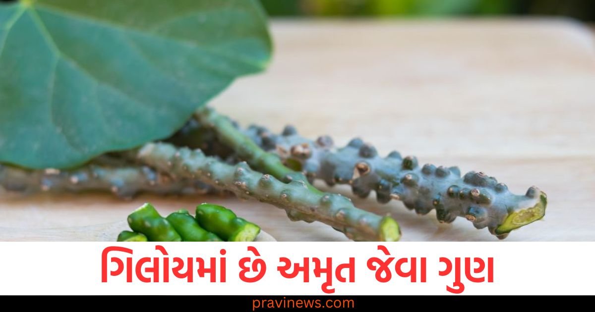 ગિલોય અમૃતથી ઓછું નથી, જો તમે તેને દરરોજ ખાવાનું શરૂ કરશો તો આ ગંભીર રોગો તમારાથી દૂર રહેશે https://www.pravinews.com/lifestyle/home-remedies-to-turn-white-beard-black-know-how-to-use-it-98667