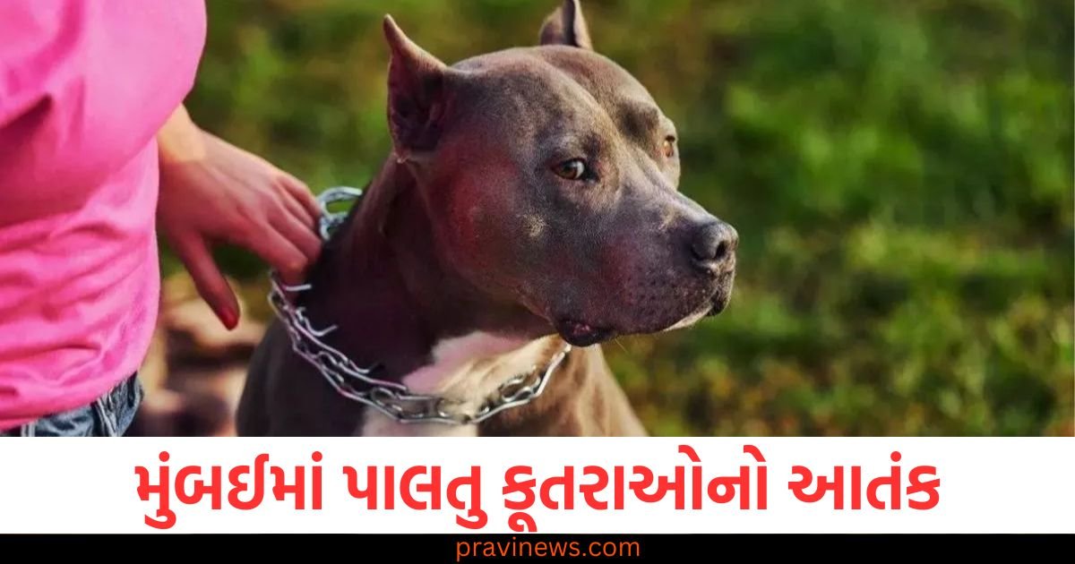 મુંબઈમાં પાલતુ કૂતરાઓનો આતંક, પહેલા કપડાં ફાડી નાખ્યા અને પછી નોચી-નોચીને કરી ઘાયલ; શેરીમાં ચીસો પાડતી રહી મહિલા https://www.pravinews.com/world-news-in-gujarati/mumbai-nagpur-violence-mastermind-faheem-khan-house-razed-to-the-ground-municipal-corporation-demolished-his-two-storey-house-117793