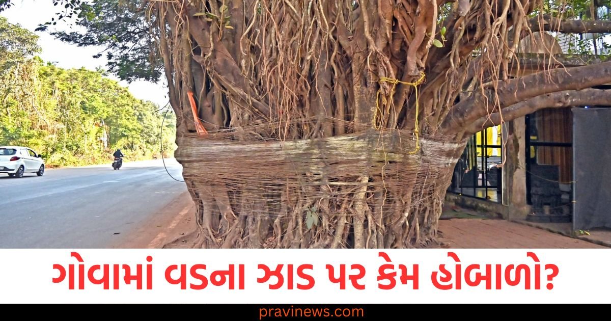 ગોવામાં વડના ઝાડ પર કેમ હોબાળો? મંદિર સાથે જોડાણ, મુખ્યમંત્રીએ પણ વાત કરી https://www.pravinews.com/world-news-in-gujarati/sardar-patel-university-row-sukhvinder-singh-sukhu-government-target-jairam-thakur-111606