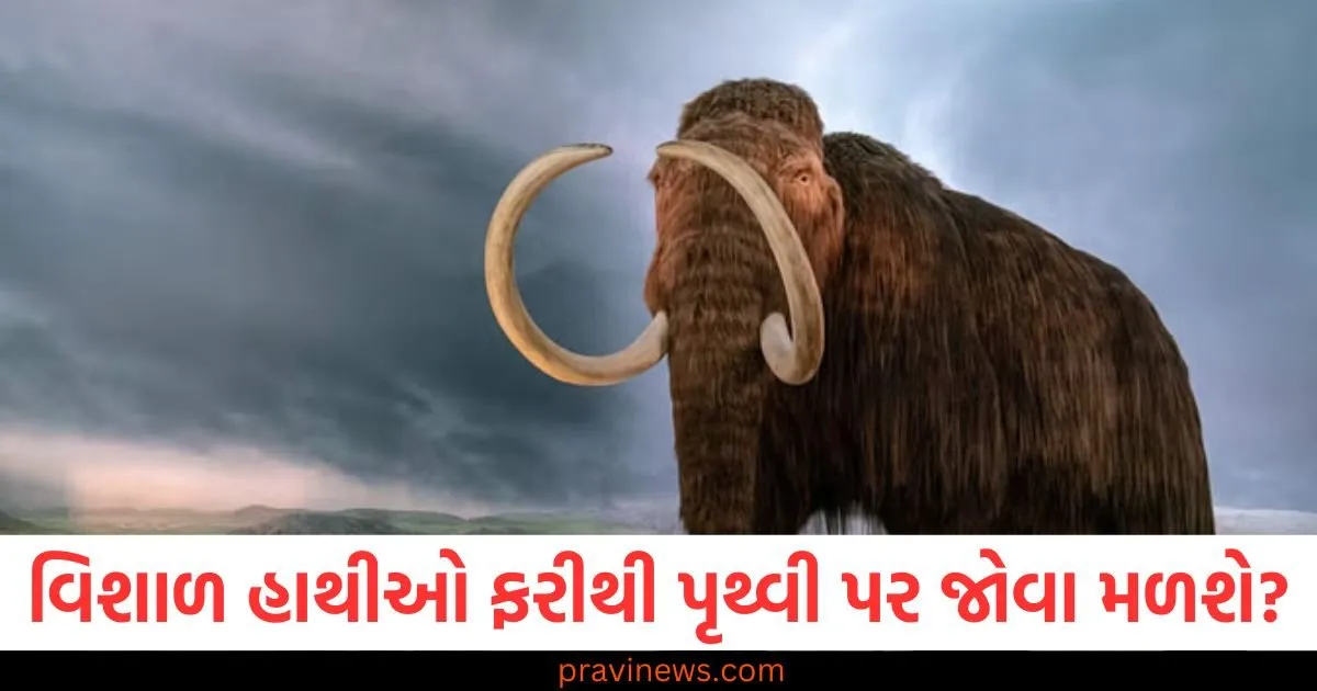 શું લુપ્ત થયેલા વિશાળ હાથીઓ ફરીથી પૃથ્વી પર જોવા મળશે? વૈજ્ઞાનિકોને મળી આ મોટી સફળતા https://www.pravinews.com/ajab-gajab/page/4