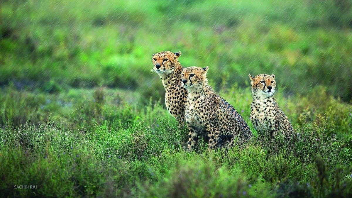 મધ્યપ્રદેશના એક ગામમાં 5 દીપડાએ વાછરડા પર કર્યો હુમલો, ગ્રામજનોએ કર્યો પથ્થરમારો, અધિકારીઓએ લીધા આ પગલાં https://www.pravinews.com/world-news-in-gujarati/stones-pelted-on-female-leopard-and-her-cubs-in-madhya-pradesh-village-kuno-national-park-117580