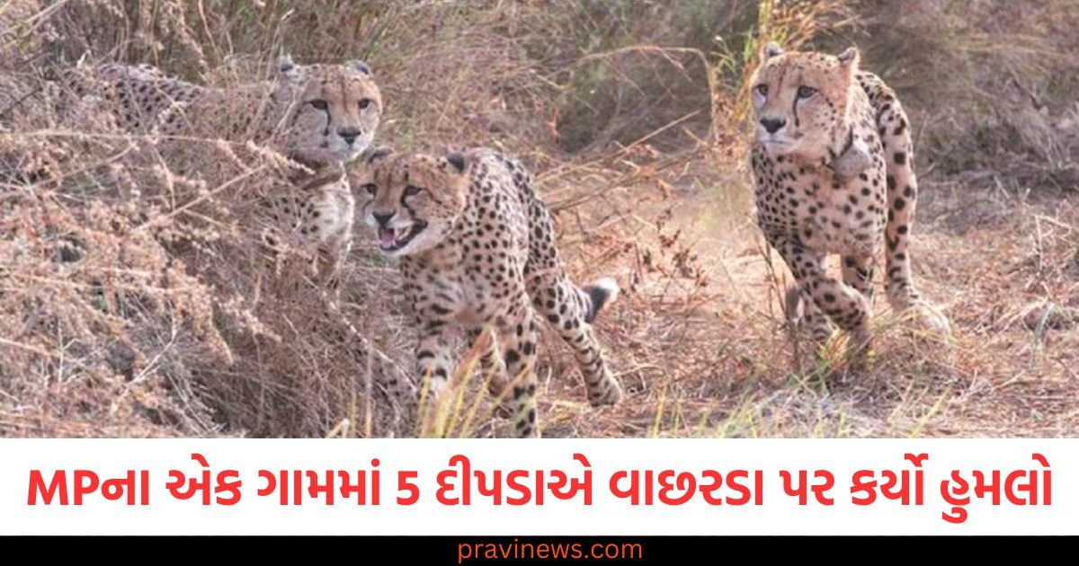 મધ્યપ્રદેશના એક ગામમાં 5 દીપડાએ વાછરડા પર કર્યો હુમલો, ગ્રામજનોએ કર્યો પથ્થરમારો, અધિકારીઓએ લીધા આ પગલાં https://www.pravinews.com/education/board-exams/cbse-can-considers-calculators-for-class-12-accounts-exam-reducing-student-stress-117592