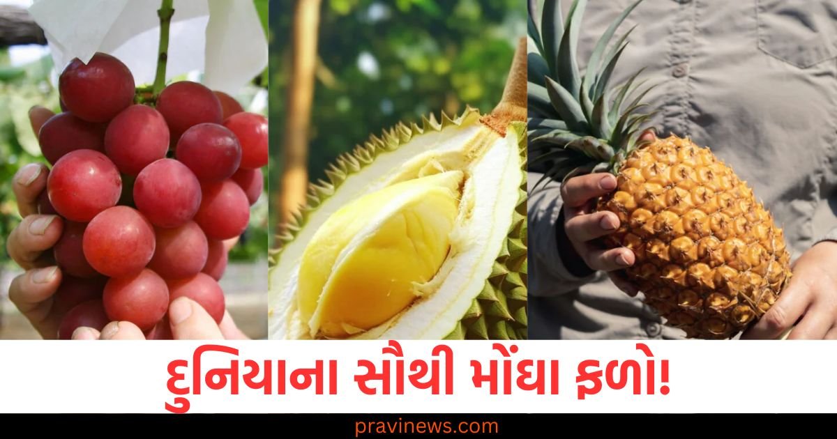 દુનિયાના સૌથી મોંઘા ફળો, એકની કિંમત 22 લાખ રૂપિયા, તે ક્યાં ઉગાડવામાં આવે છે? https://www.pravinews.com/ajab-gajab/mount-everest-not-highest-mountain-researchers-discovered-2-mountains-100-times-highest-in-deep-beneath-of-earth-94687