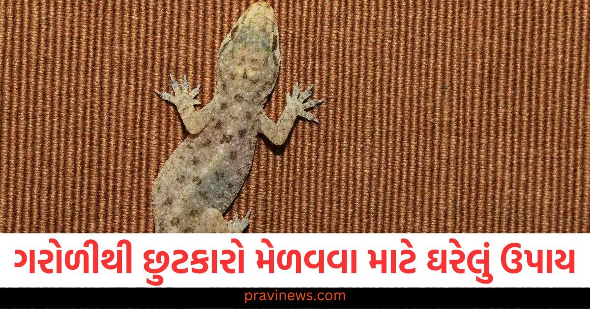 ગરોળીથી છુટકારો મેળવવા માટે ઘરેલું ઉપાય, તમારે ફક્ત આ ત્રણ વસ્તુઓની જરૂર પડશે https://www.pravinews.com/world-news-in-gujarati/mp-salary-allowance-and-pension-hike-member-ex-members-of-parliament-117486
