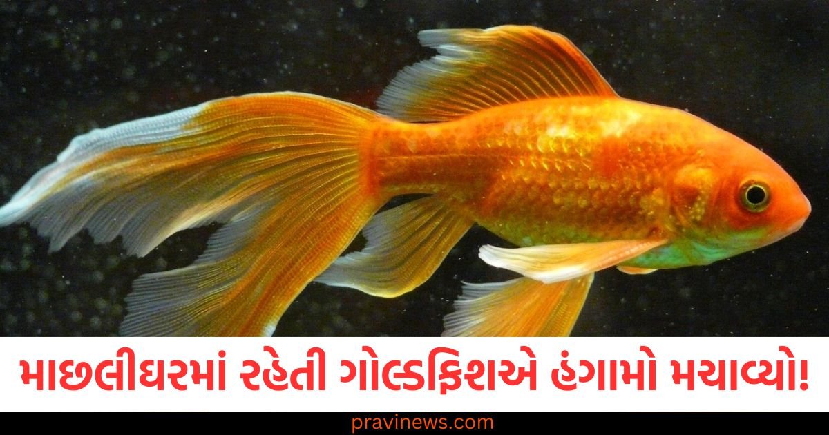 માછલીઘરમાં રહેતી ગોલ્ડફિશએ હંગામો મચાવ્યો! વૈજ્ઞાનિકોએ એવી ચેતવણી આપી કે સાંભળીને દુનિયા ટેન્શનમાં આવી ગઈ https://www.pravinews.com/international-news/australia-severe-cyclone-warning-danger-of-sinking-20-thousand-houses-112124