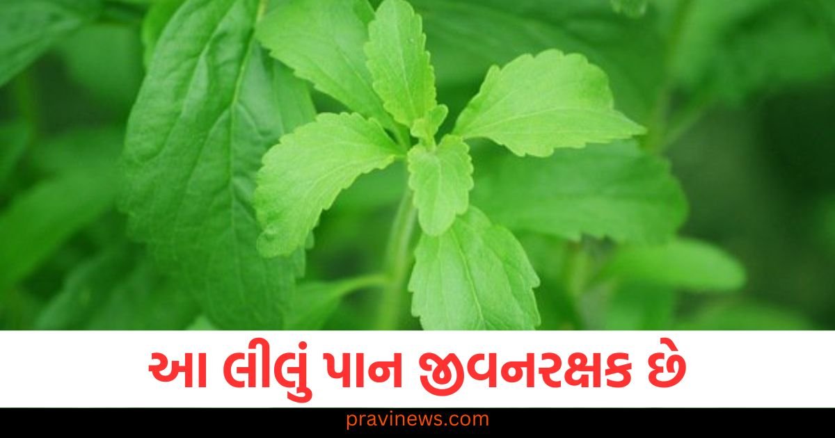 આ લીલું પાન જીવનરક્ષક છે, ડાયાબિટીસ હોય કે વધેલ કોલેસ્ટ્રોલ બધું નિયંત્રણમાં રહેશે. https://www.pravinews.com/international-news/pakistan-economic-crisis-deepens-rising-inflation-imf-loan-request-trade-disruptions-123242