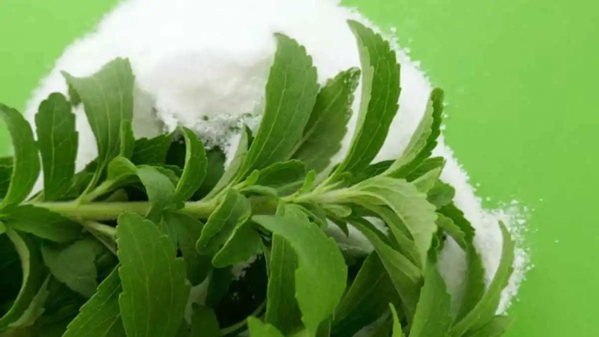 આ લીલું પાન જીવનરક્ષક છે, ડાયાબિટીસ હોય કે વધેલ કોલેસ્ટ્રોલ બધું નિયંત્રણમાં રહેશે. https://www.pravinews.com/lifestyle/health-fitness/stevia-for-diabetes-natural-sweetener-health-benefits-in-patto-ko-khane-se-door-hogi-kayi-samasya-123247