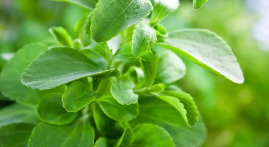 આ લીલું પાન જીવનરક્ષક છે, ડાયાબિટીસ હોય કે વધેલ કોલેસ્ટ્રોલ બધું નિયંત્રણમાં રહેશે. https://www.pravinews.com/lifestyle/health-fitness/stevia-for-diabetes-natural-sweetener-health-benefits-in-patto-ko-khane-se-door-hogi-kayi-samasya-123247